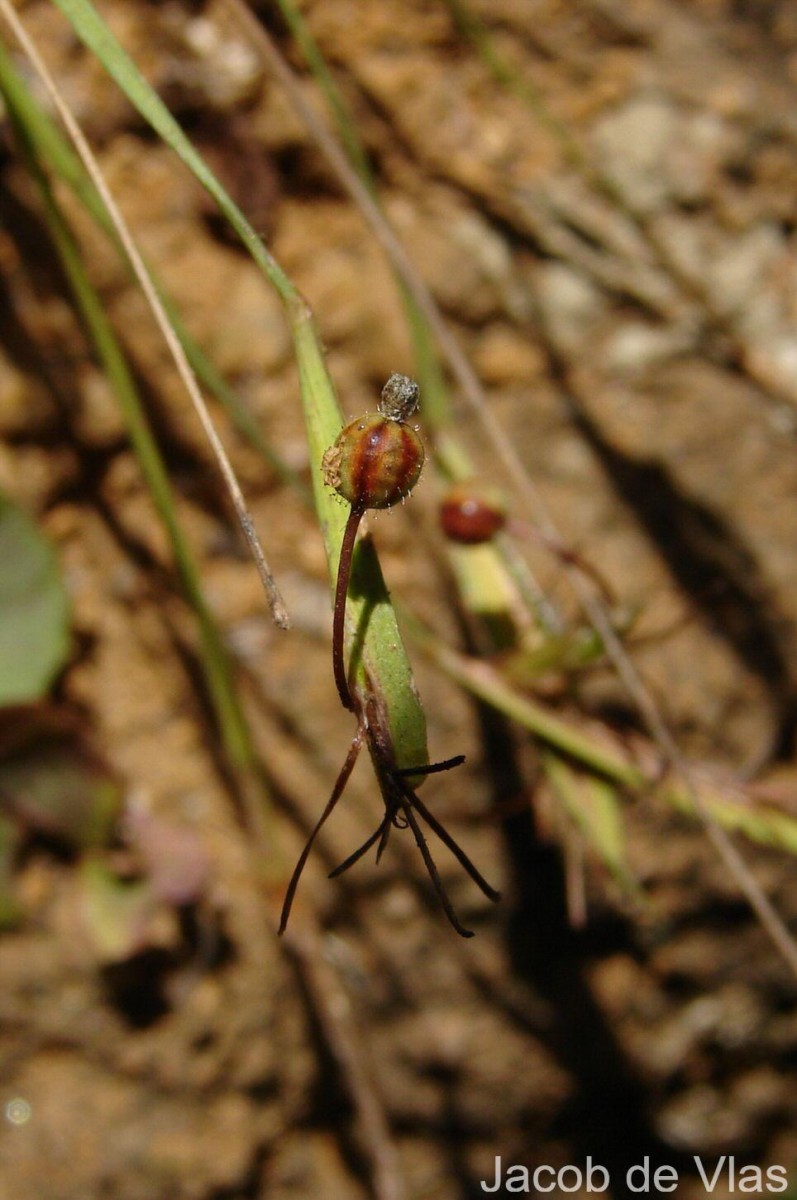 Sisyrinchium micranthum Cav.